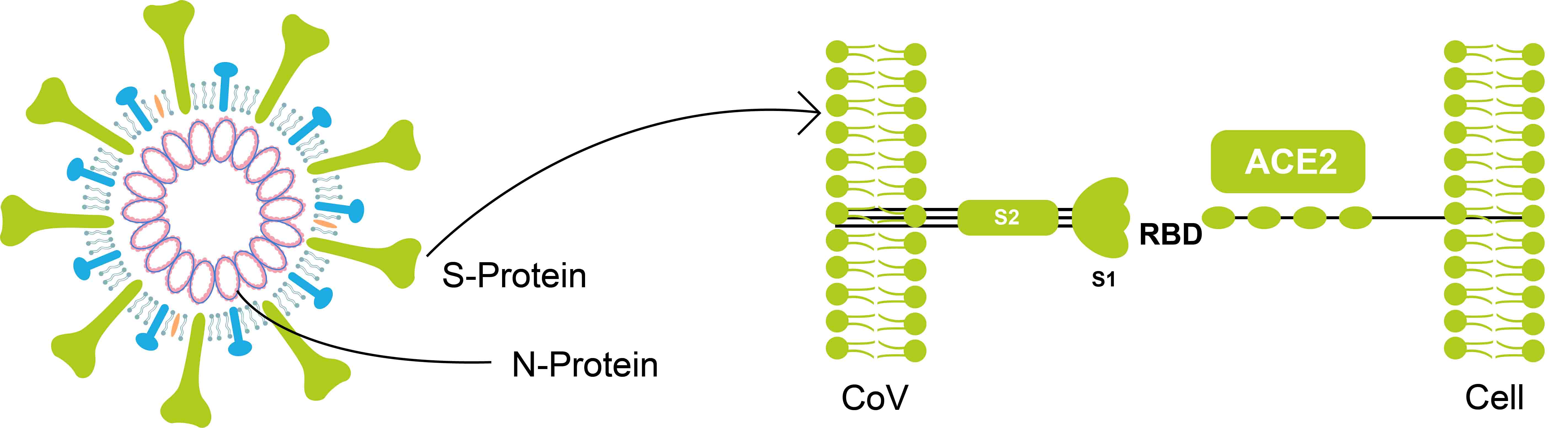 Coronavirus. 